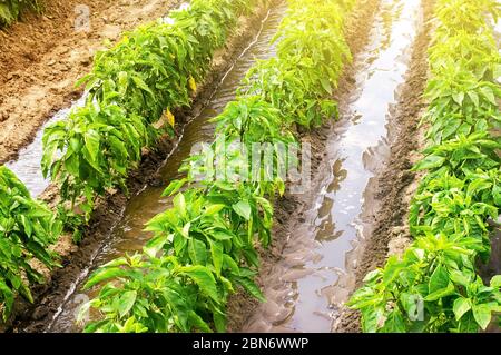 Reihenbewässerung von Pfefferplantagen. Schwere reichlich Bewässerung. Anbau von Gemüse in der Landwirtschaft. Landwirtschaft und Agrarindustrie. Wunderschön weit Stockfoto