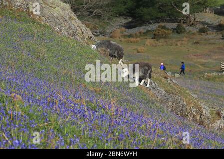 Spaziergänger Unternehmen einen Spaziergang an Herdwick Sheep in Rannerdale Knotts im Lake District, Cumbria, am ersten Tag der Aufhebung der Coronavirus Lockdown Beschränkungen für Freizeitaktivitäten und Outdoor-Übungen. Stockfoto