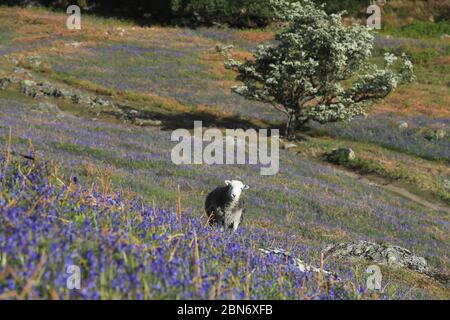 Herdwick Schafe in Rannerdale Knotts in der Lake District, Cumbria, am ersten Tag der Aufhebung der Coronavirus Lockdown Beschränkungen für Freizeitaktivitäten und Outdoor-Übungen. Stockfoto