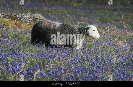 Herdwick Schafe in Rannerdale Knotts in der Lake District, Cumbria, am ersten Tag der Aufhebung der Coronavirus Lockdown Beschränkungen für Freizeitaktivitäten und Outdoor-Übungen. Stockfoto