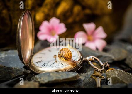 Antike Uhr mit Schnecke Stockfoto