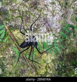 Schwanzloser Peitschenskorpion (Damon variegatus) oder Peitschenspinne Stockfoto