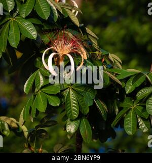 Pachira aquatica oder Malabar Chestnut, Tortuguero NP, Costa Rica Stockfoto