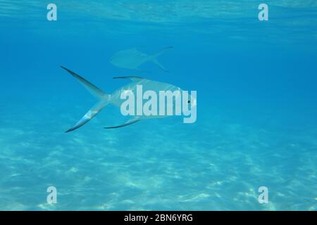 Kleine gefleckte Dart-Fische (Trachinotus baillonii) unter Wasser in seichten Gewässern des Indischen Ozeans Stockfoto