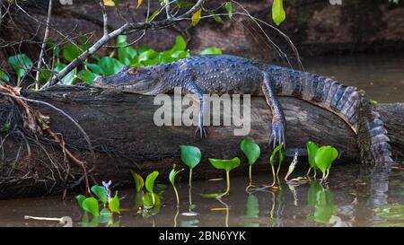 Brillentragende Kaiman (Caiman Crocodilus), Nationalpark Tortuguero, Costa Rica Stockfoto