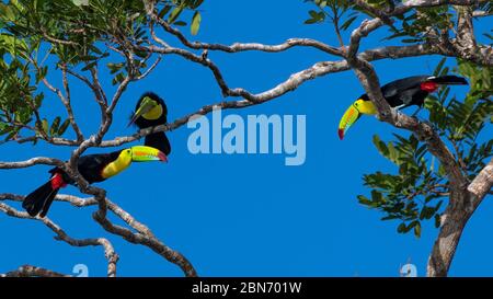Drei kielschnabelige Toucan (Ramphastos schwefelig) in einem Baum Stockfoto