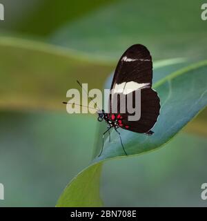Roter Postman Schmetterling (Heliconius erato) auf Blatt Stockfoto