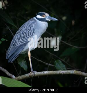 Erwachsene Gelbgekrönter Nachtreiher (Nyctanassa violacea) Stockfoto