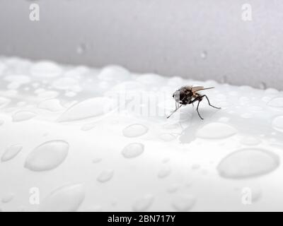 Die Insektenfliege sitzt auf einer weißen glänzenden Oberfläche zwischen transparenten Wassertropfen. Abstrakter Hintergrund mit geringer Schärfentiefe. Makro. Stockfoto