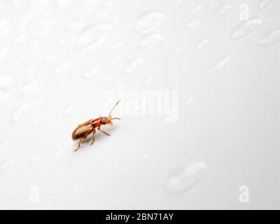 Ein Insektenbrauner Käfer kriecht auf einer glänzenden weißen Oberfläche zwischen transparenten Wassertropfen. Abstrakter Hintergrund mit geringer Schärfentiefe. Makro. Stockfoto
