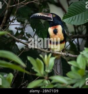 Collared Aracari (Pteroglossus Manlius) Stockfoto