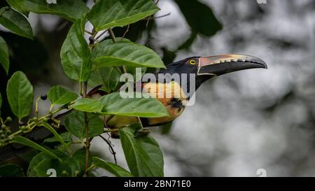 Collared Aracari (Pteroglossus Manlius) Stockfoto