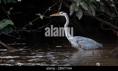 Große blaue Reiherjagd (Ardea herodias), Costa Rica Stockfoto