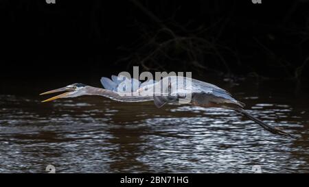 Great Blue Heron Flying (Ardea herodias), Costa Rica Stockfoto