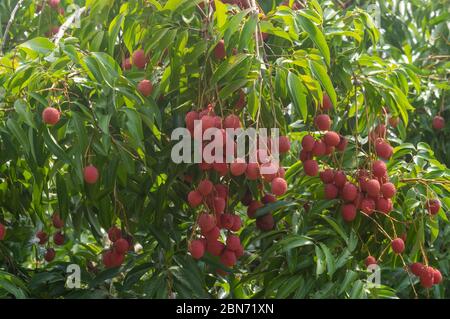 Bild von reifen Litschi Früchte hängen vom Baum bereit für die Ernte Stockfoto