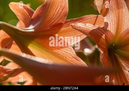 Bild der gestreiften Barbados-Lilie (Hippeastrum striatum) - Nahaufnahme Stockfoto