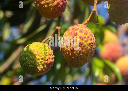 Bild von reifen Litschi Früchte bereit für die Ernte hängen vom Baum - aus der Nähe Stockfoto