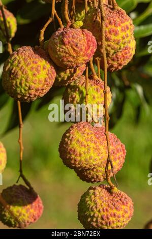 Bild von reifen Litschi Früchte bereit für die Ernte hängen vom Baum - aus der Nähe Stockfoto