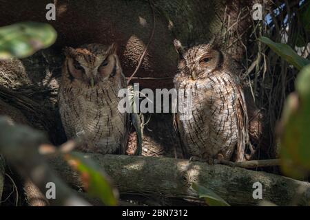 Ein Paar Pacific Screech Eulen oder Grey Screech Eulen (Megascops cooperi), Costa Rica Stockfoto