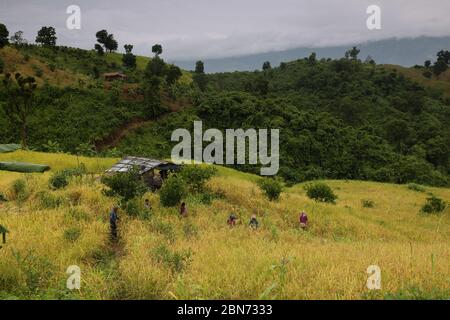 Stammesleute, die am 1. Oktober 2019 in Thanchi in Bandarban, Bangladesch, Reisfeld ernten. Jhum ist die Hauptpflanze für die Tribal-Gemeinschaft, die in Chittagong Hill Tracks in Bangladesch lebt. Jhum-Kulturen - Paddy, Chilly, Ingwer, Kurkuma, Mais, Kürbis, Baumwolle, brinjal, Okra, Spinat einige andere Gemüse Ernte auf Berghängen jedes Jahr. Stammesbauern wenden ihre spezielle Technik an, um Jhum zu kultivieren. Elf indigene Gemeinschaften leben in den hügeligen Ländern, die von Jhum-Kulturen abhängig sind. In dieser Saison ganze hügelige Länder erhalten goldenen Look. Stockfoto