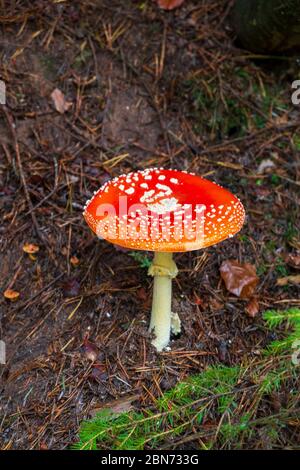 amanita muscaria - flyagaric Pilz Stockfoto