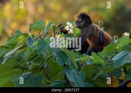 Schwarze Spinne Monkey (Ateles paniscus), Essen von Fruchtblumen Stockfoto
