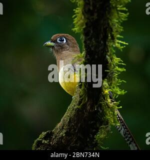 Weiblicher Schwarzkehliger Trogon (Trogon rufus), Costa Rica Stockfoto