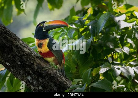 Feurig-billed Aracari (Pteroglossus Frantzii) Stockfoto