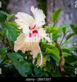 Weiße Hibiskusblüte mit rotem Zentrum Stockfoto