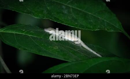 Schlankes Anol (Norops limifrons) Stockfoto