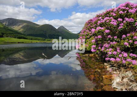 Frühling-Szene in Glen Etive, Argyll Stockfoto