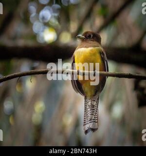 Schwarzkehltrogon (Trogon rufus), weiblich Stockfoto