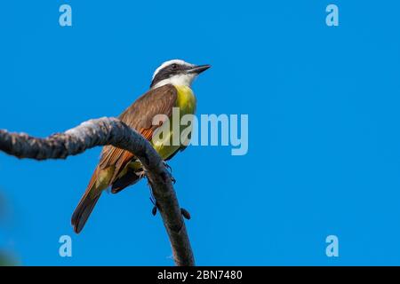 Großer Kiskadee (Pitangus sulfuratus) Costa Rica Stockfoto