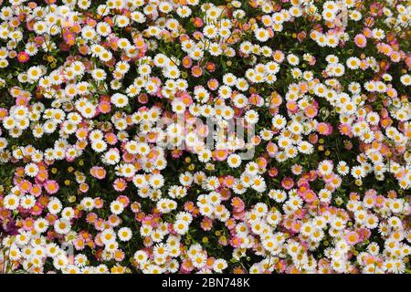 Nahaufnahme einer Masse von weißen und rosa Gänseblümchen, erigeron karvinskianus, in voller Blüte im Frühjahr Stockfoto