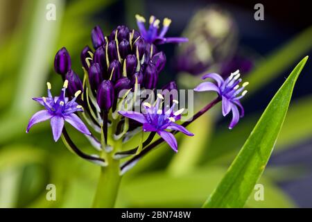 Scilla'S Karibische Juwelen apphire Blau' Stockfoto