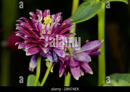 Aquilegia Caerulea Vulgaris Christa Barlow Stockfoto