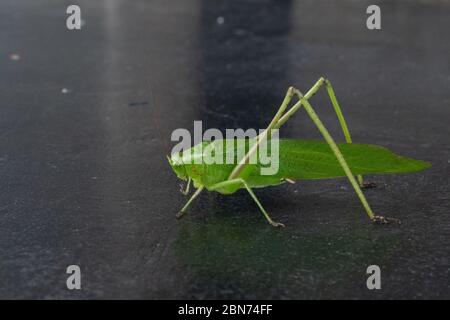Riesige Amazonische Grasshopper Stockfoto