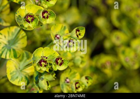 Euphorbia x Martini' Ascot Rainbow' Stockfoto