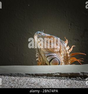 Grüner Leguan (Iguana Leguana), Nahaufnahme, Costa Rica, Mittelamerika Stockfoto