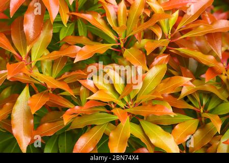 Rot und orange frisch gespülte Blätter eines Pieris japonica Busches im Frühjahr Stockfoto