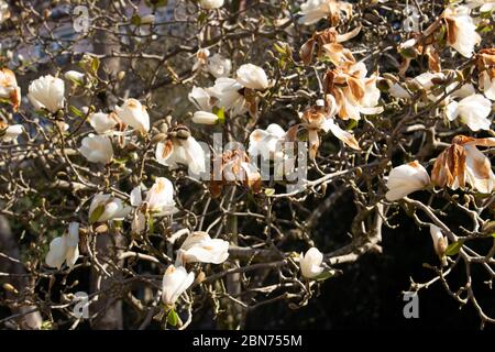 Nahaufnahme der weißen Blumen eines Magnolienbaums mit frostbeschädigten Kronblättern, Magnolia grandiflora Stockfoto