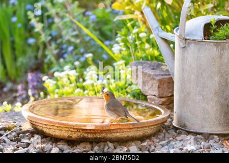 Vogelbad aus Terrakotta-Untertasse in UK Garten mit einem Rotkehlchen einen Drink - Schottland, Großbritannien Stockfoto