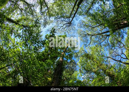 Ein uralter Waldbaum Baldachin in Großbritannien durch eine Fischaugenlinse in der Frühlingssonne mit frischen grünen Blättern vor einem blauen Himmel Stockfoto