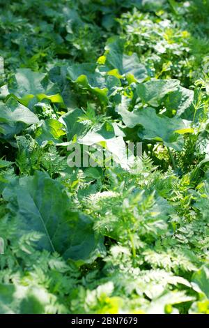 Lichtung mit großen grünen Blättern der Klette wächst auf ihm Stockfoto