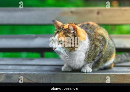 Eine obdachlose weiß-rote Katze sitzt auf einer Bank vor einem grünen Gras Hintergrund. Flauschige Katze im Park auf der Straße. Stockfoto