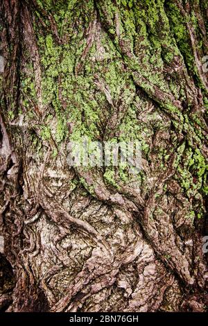 Rinde des großen Baumes, bedeckt mit dem grünen Moos Stockfoto