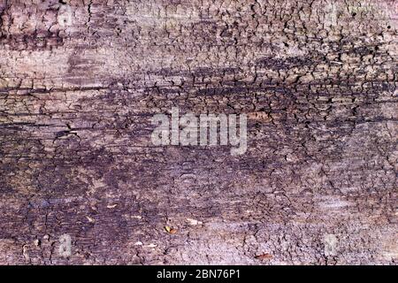 Textur der alten grauen gesprungenen Baumrinde Stockfoto