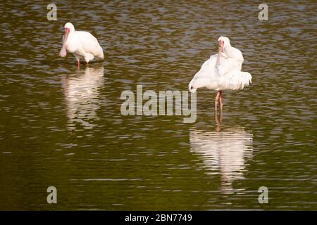 Roseate Spoonbills im Mana Pools National Park, Simbabwe Stockfoto