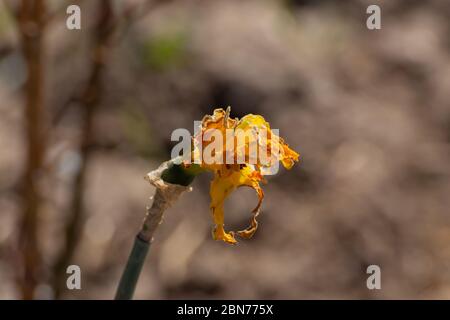 Nahaufnahme einer verwelkten und beschädigten Narzissenblume Stockfoto