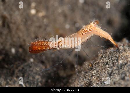 Donald Duck Shrimp, Leander plumosus, während Nachttauchgang, TK1 Tauchplatz, Lembeh Straits, Sulawesi, Indonesien Stockfoto